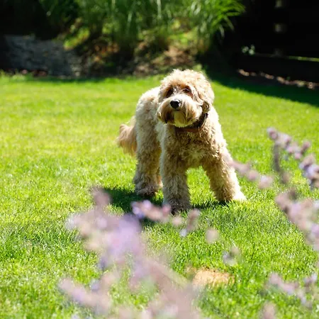 Vakantiehuis De Slaaperij Wilbertoord