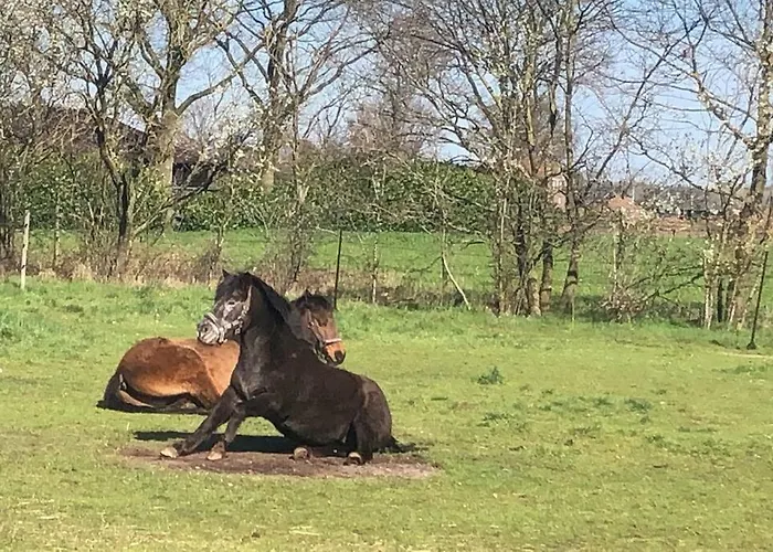 Дом отдыха De Slaaperij