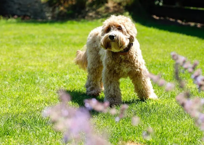 別荘 De Slaaperij Wilbertoord